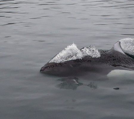 Photo of a Dall’s Porpoise near Vancouver Island, BC Canada