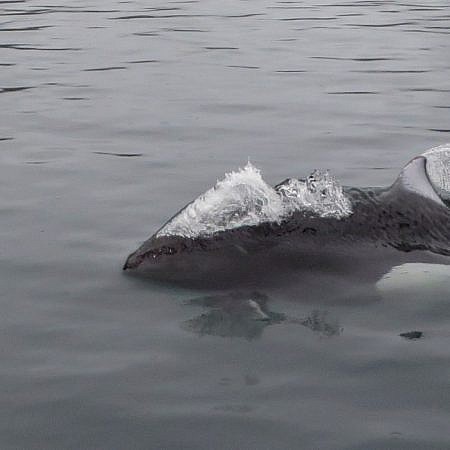 Photo of a Dall’s Porpoise near Vancouver Island, BC Canada