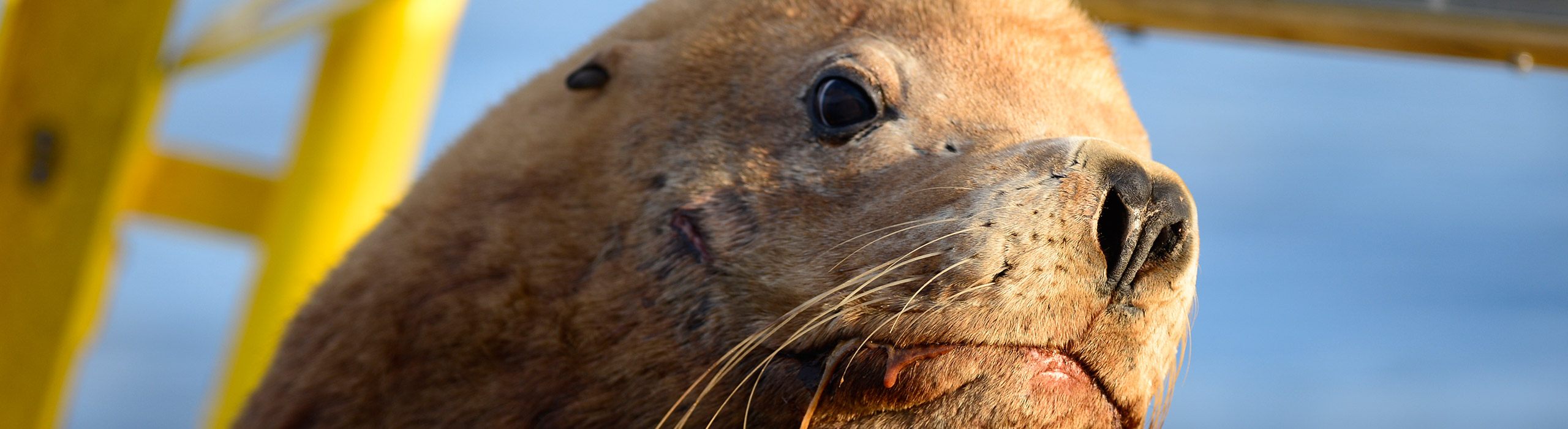 female steller sea lion