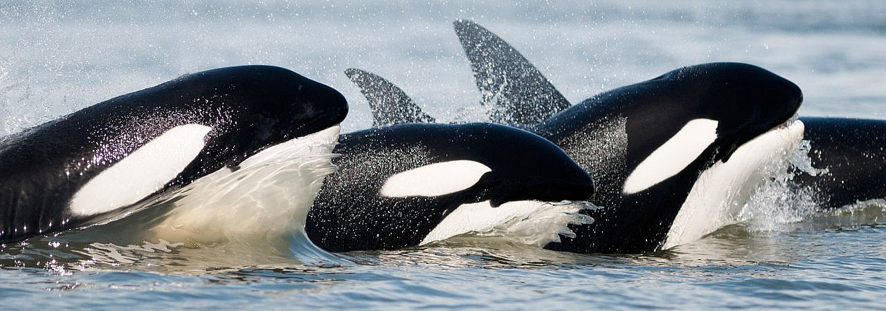 Transient Orca Whales