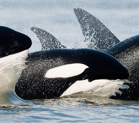 Photo of a Transient Orca Whales near Vancouver Island, BC Canada