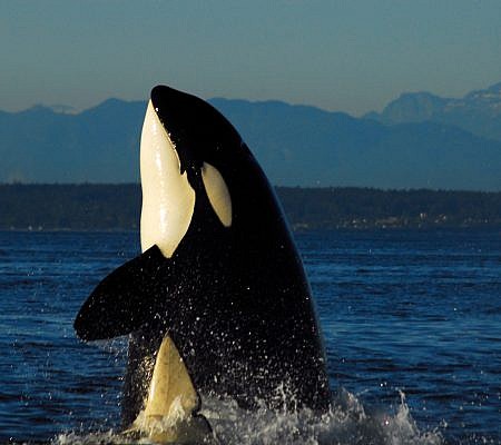 Over 450 Transient Orca Whales travel the waters from southeast Alaska to  southern California