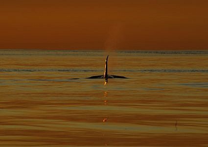 Cowichan Bay Sunset Whale & Wildlife Adventure