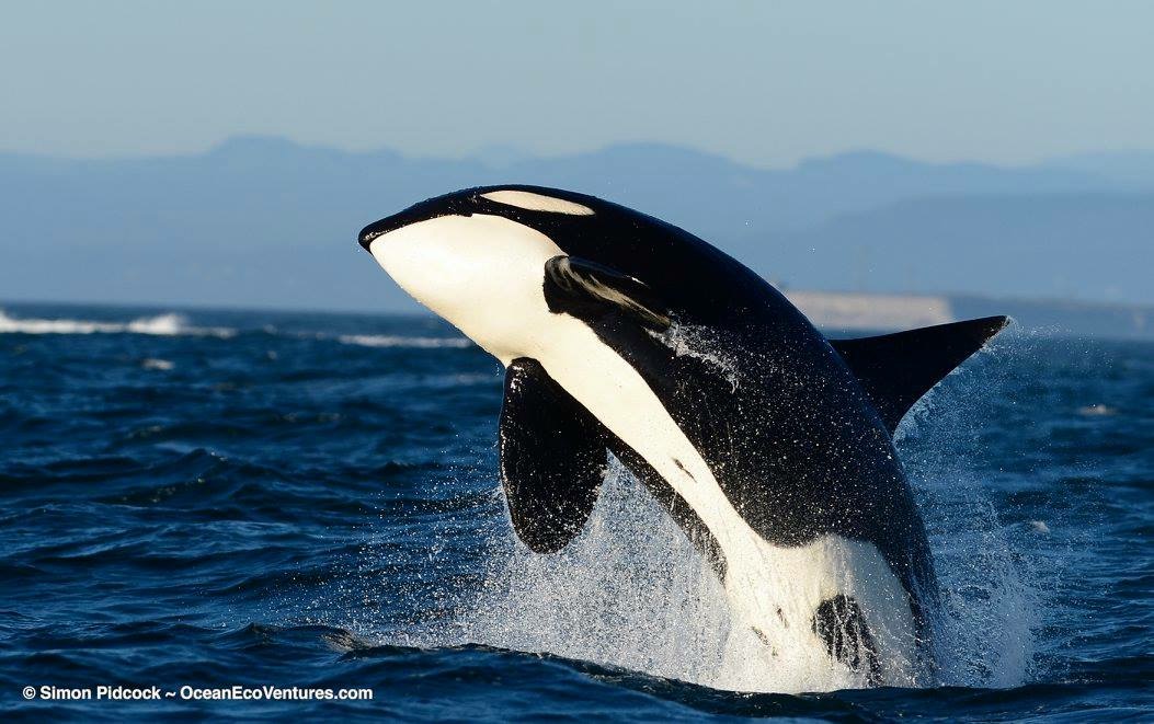 Parksville Whale Watching • Highest Orca Sightings British Columbia