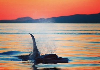 Parksville Sunset Whale & Wildlife Adventures 