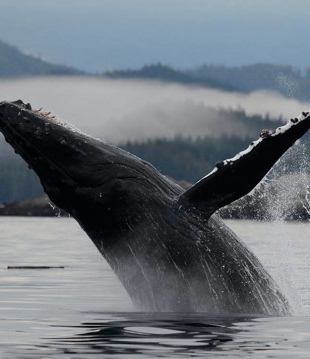 Vancouver Island Whale Watching Highest Orca Sightings British