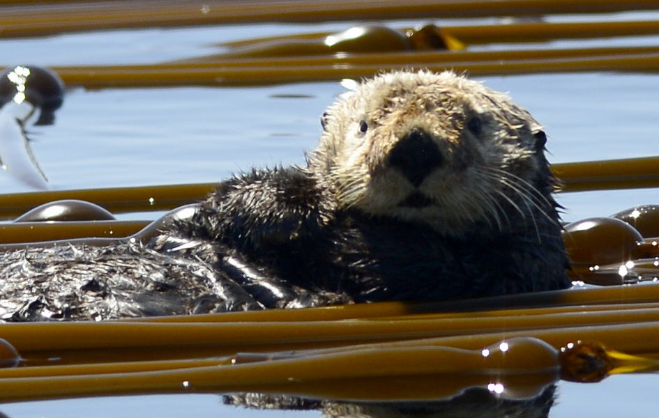 Parksville Half Day Whale & Wildlife Adventure • Ocean Ecoventures