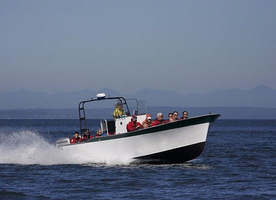Cowichan Bay Half Day Whale & Wildlife Private Charter
