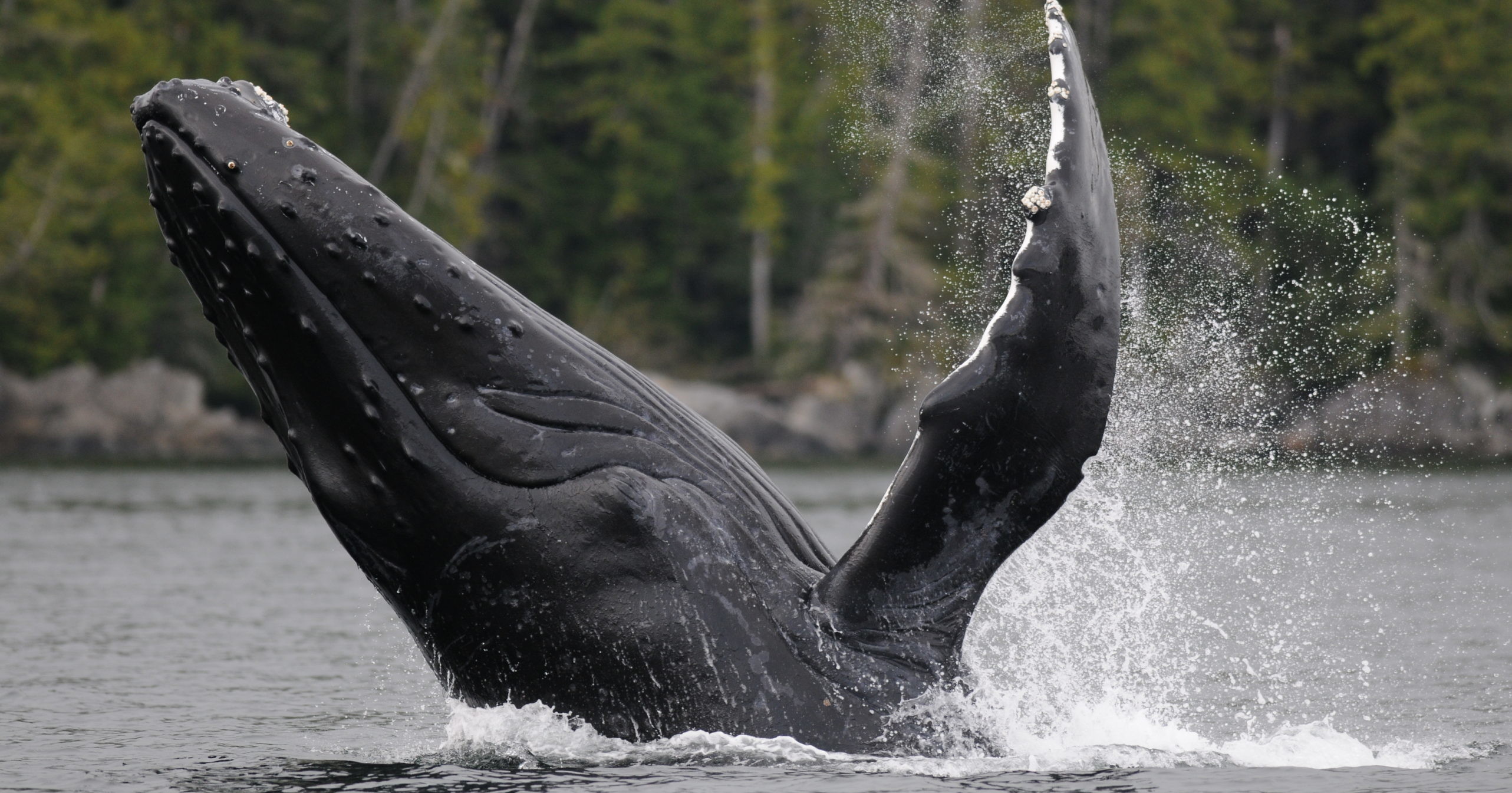 Whale Watching, Vancouver Island BC