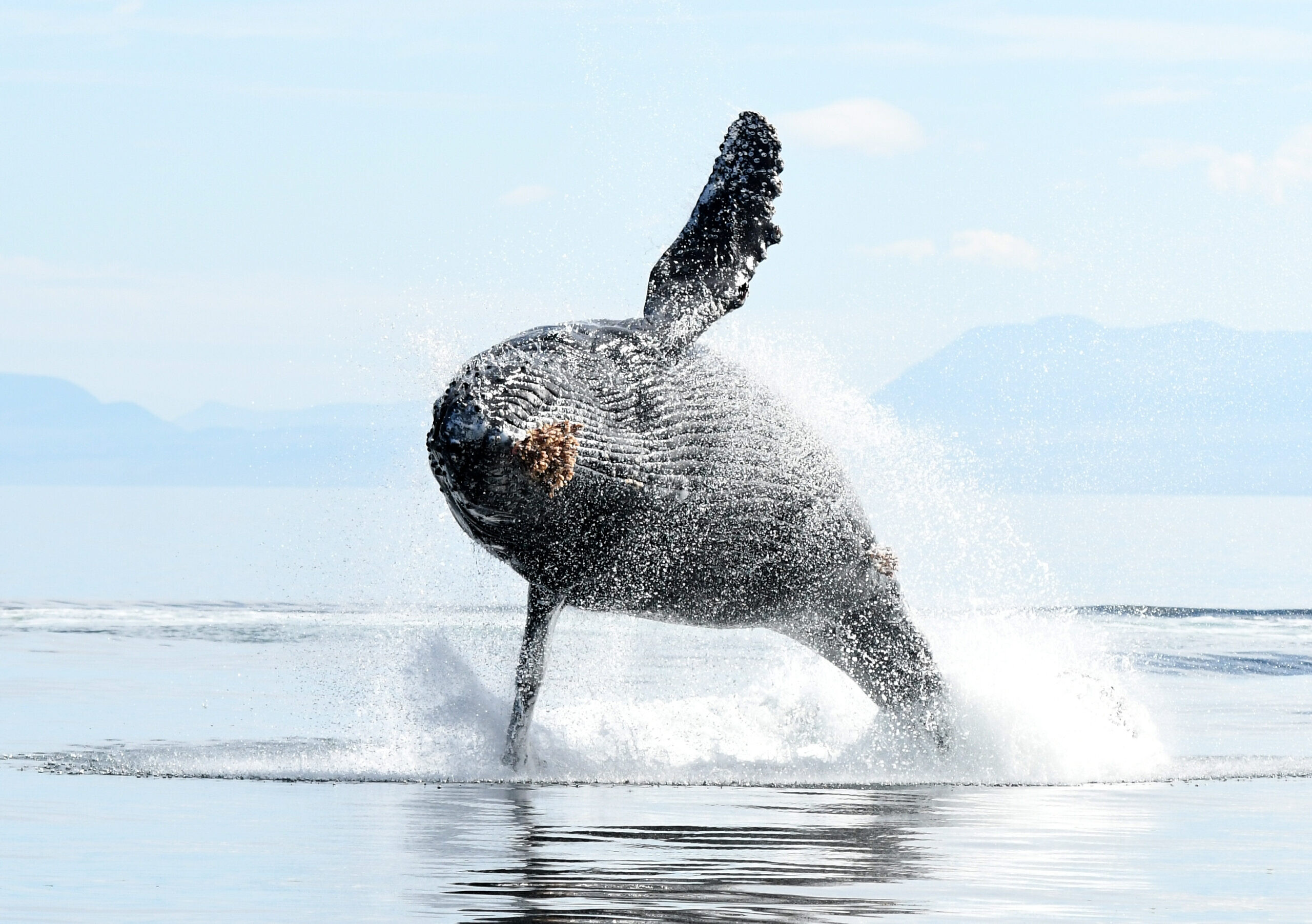 Parksville Whale Watching • Highest Orca Sightings British Columbia