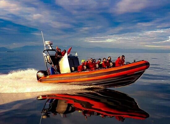 Parksville Half Day Whale & Wildlife Private Charter