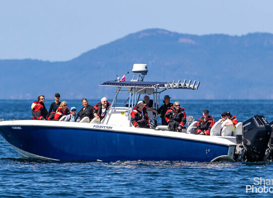 Parksville Half Day Whale & Wildlife Private Charter